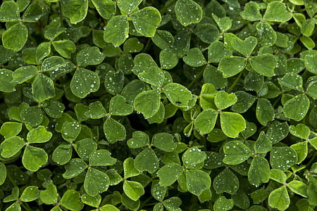 green plants during daytime thumbnail