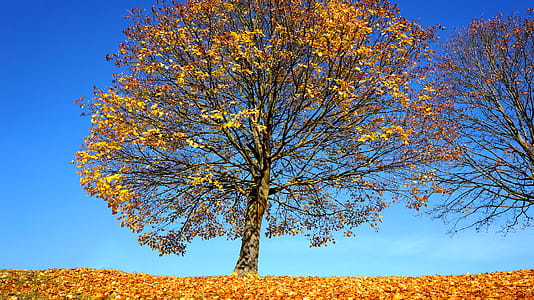 Yellow Leafed Trees thumbnail
