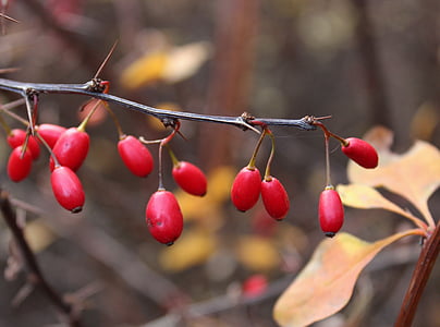 red cherries in shallow focus photography thumbnail