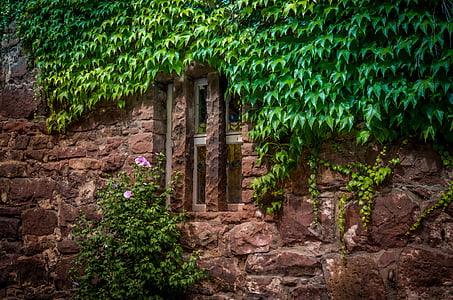 ovate leaf plants on brown concrete building thumbnail