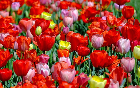 red, pink, and yellow tulip flower field during daytime close-up photography thumbnail