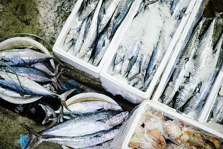 group of silver fishes on ice coolers thumbnail