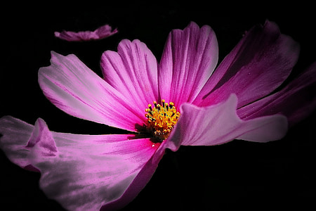 pink cosmos flower isolated on black background thumbnail