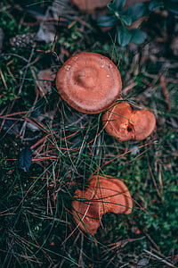 shallow focus photography of brown mushroom thumbnail