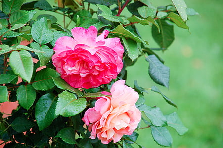 selective focus photo of pink petaled flowers thumbnail
