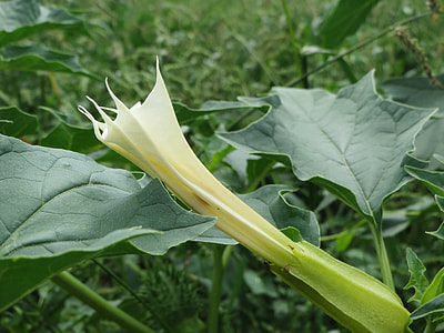 Datura Stramonium, Jimson Weed thumbnail