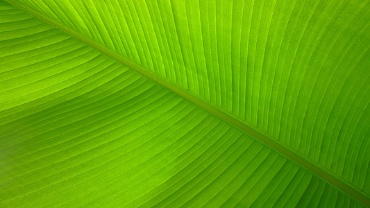 green leaf closeup photo thumbnail