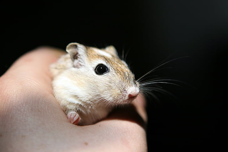 person holding brown mouse