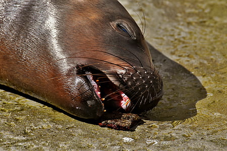 sleeping sea lion thumbnail