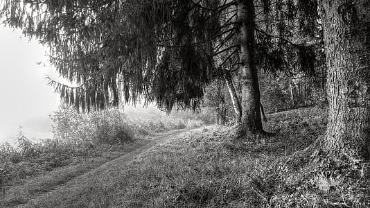 grayscale photography of trees thumbnail