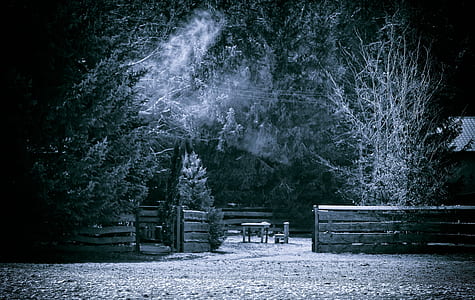 grayscale photo of wooden fence near trees thumbnail
