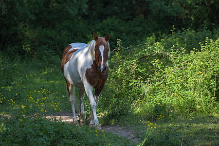 white and brown horse walking near grass during daytime thumbnail