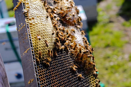 bees and house thumbnail