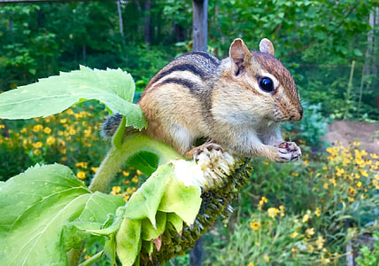 brown squirrel on plant thumbnail