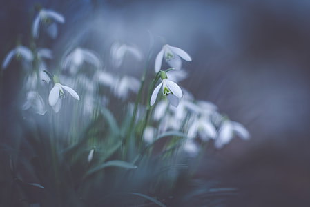 white snowdrop flowers thumbnail