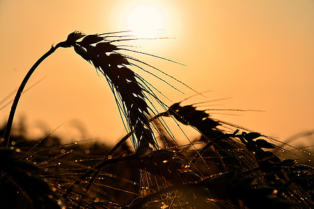 silhouette of wheat plant during golden hour thumbnail
