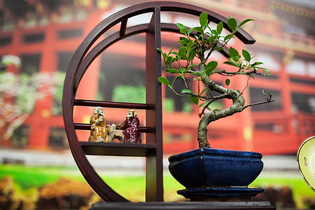 green leafed plant on brown wooden table thumbnail