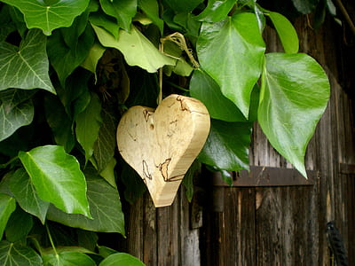 heart-shaped beige fruit on tree thumbnail