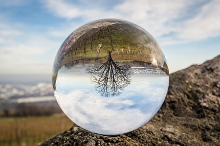 dew drop photo of upside down bare tree thumbnail
