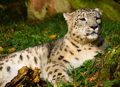 white and black leopard lying on green grass thumbnail