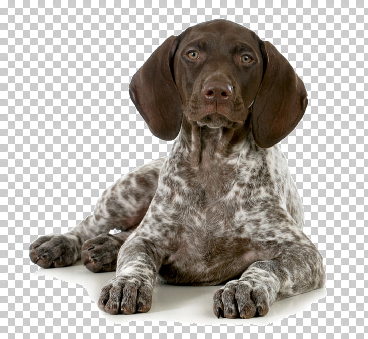 46 German Shorthaired Pointer Png Cliparts For Free Download Uihere