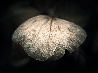 gray leaf in shallow focus lens thumbnail