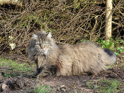 cat sitting on grass field thumbnail