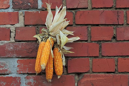 four sweet corns on red brick wall thumbnail