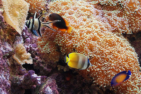 four fishes thumbnail