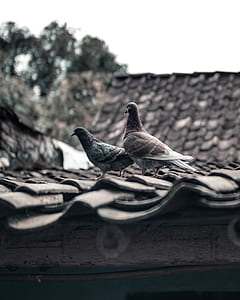 shallow focus photography of two pigeon on roof during daytime thumbnail