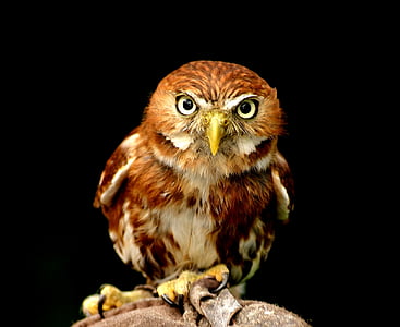 photo of owl thumbnail