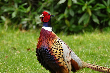 golden pheasant standing on green grass at daytime thumbnail