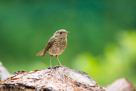 brown bird on brown wood log during daytime thumbnail
