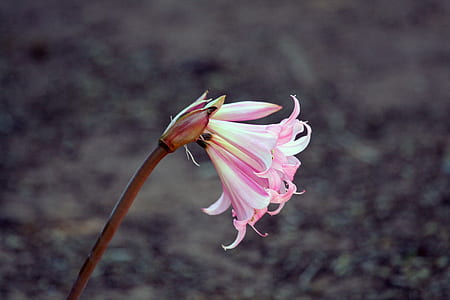 selective focus photography of pink crinum lily thumbnail