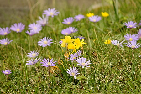 purple and yellow flowers in shallow focus photography thumbnail