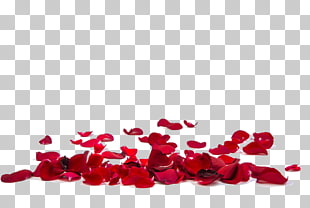 Rose Petal Stock photography Flower stock.xchng, Red rose petals , red rose petals illustration PNG clipart
