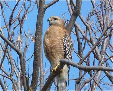 brown bird perched on brown branch at daytime thumbnail