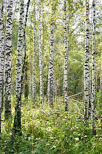 birch trees during daytime photo thumbnail