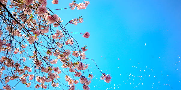 Photo of White and Red Petal Flower Under Blue Sky thumbnail