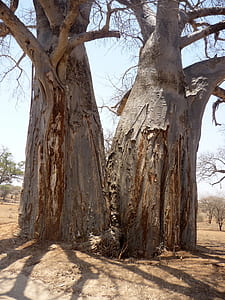 twin gray trees thumbnail