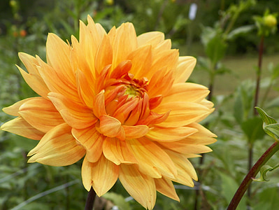 yellow dahlia flower thumbnail