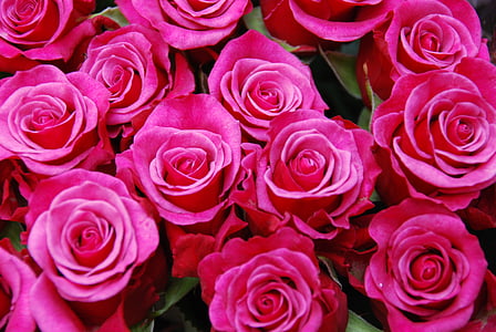 closeup photo of red roses thumbnail