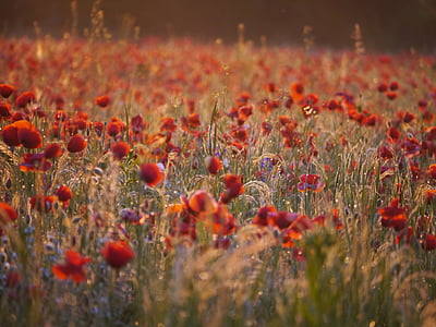 selective focus photography of red poppy flower field thumbnail