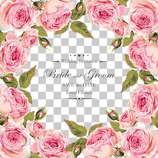 Garden roses Centifolia roses Flower Pink Floribunda, Creative, pink-and-white roses illustration PNG clipart