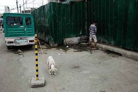 dog beside a pole and vehicle thumbnail