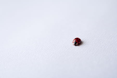 selective focus photography of red and black ladybug on white surface thumbnail