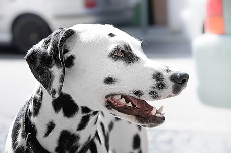 adult Dalmatian thumbnail