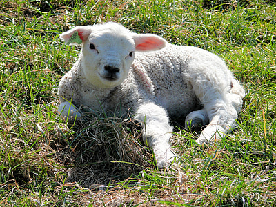 white sheep on grass thumbnail