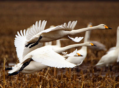 flying geese during daytime thumbnail