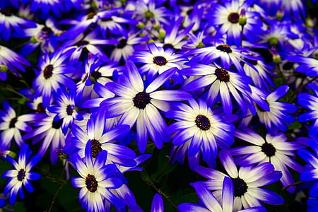 shallow focus photography of blue and white flowers thumbnail